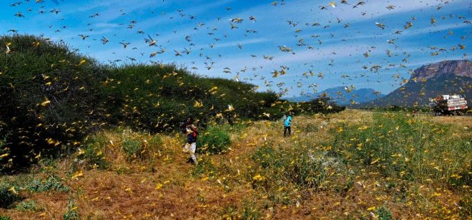 Changing weather and climate conditions accelerate locust outbreaks.