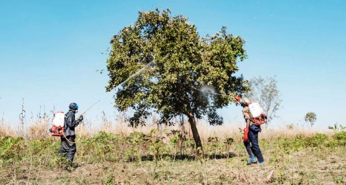 Limited options to curb the spread of desert locusts.