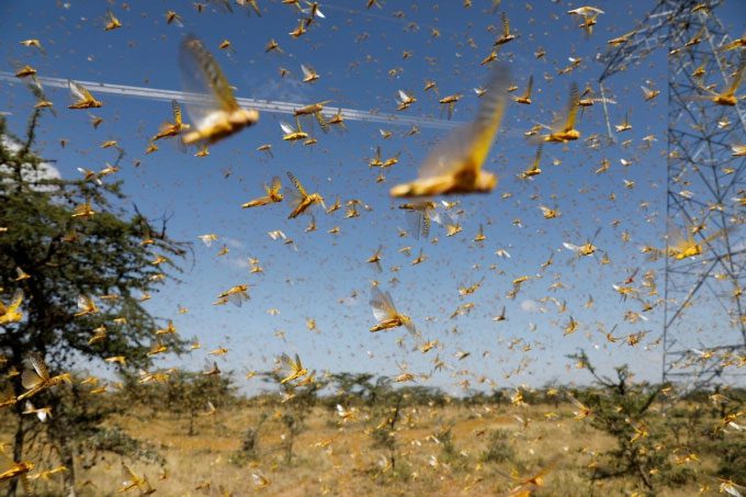 The COVID-19 pandemic is making it extremely difficult to prevent desert locusts