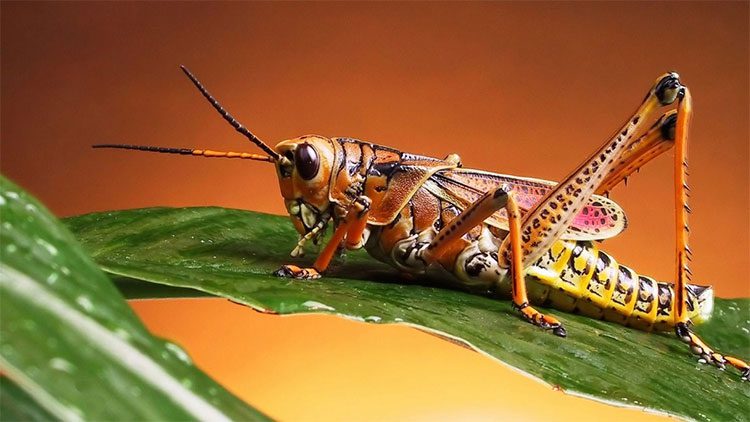 The ideal habitat for grasshoppers is vast rice fields.