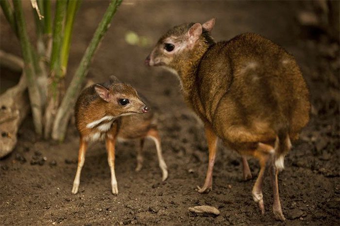 This animal was first discovered and described by scientists in 1910