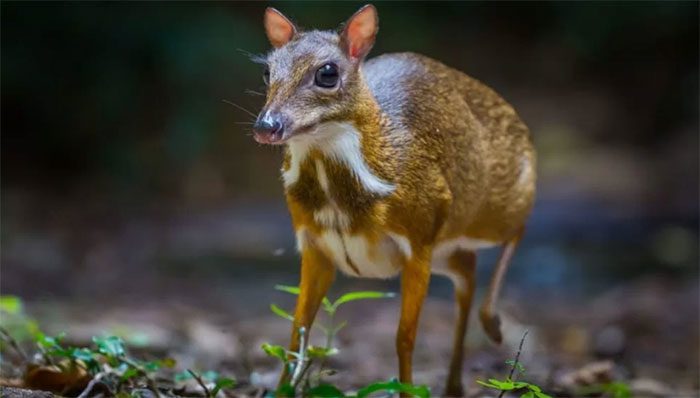 The silver-backed chevrotain is an endemic hoofed animal of Vietnam.