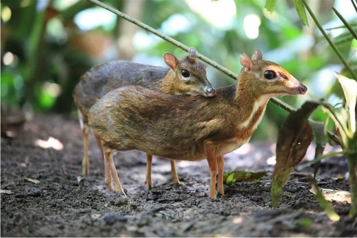 This animal looks like a deer but is only the size of a rabbit.