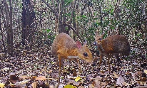 Scientists set camera traps from November 2017 to July 2018 to take pictures of this animal.