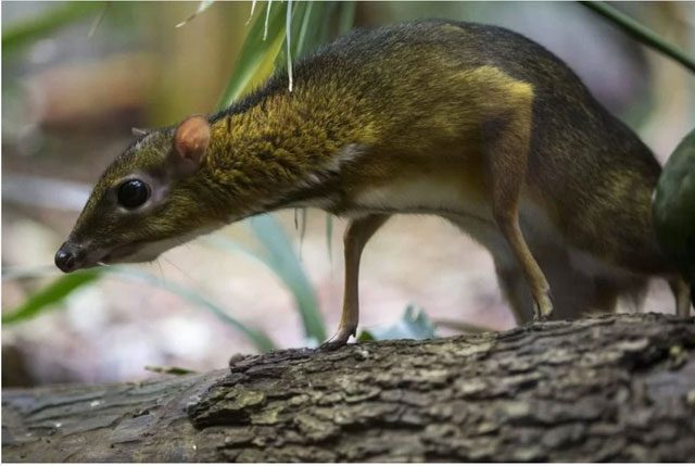 Mouse-deer