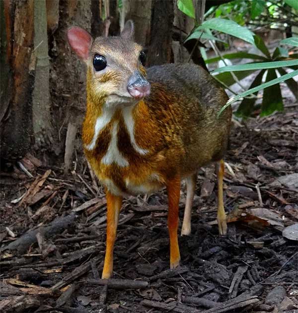 After 30 years of disappearance, the unique animal found only in Vietnam has reappeared.