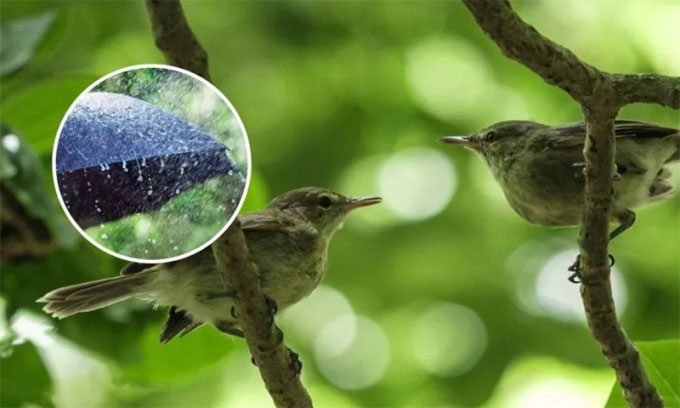 A pair of Seychelles warblers on Cousin Island.