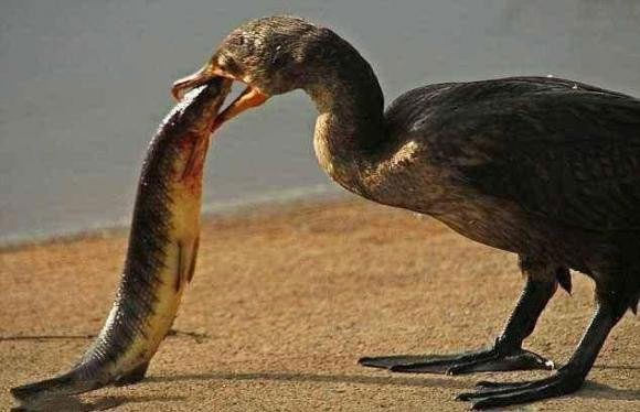 Penguins and cormorants, two species that eat fish in a very simple and rough manner.