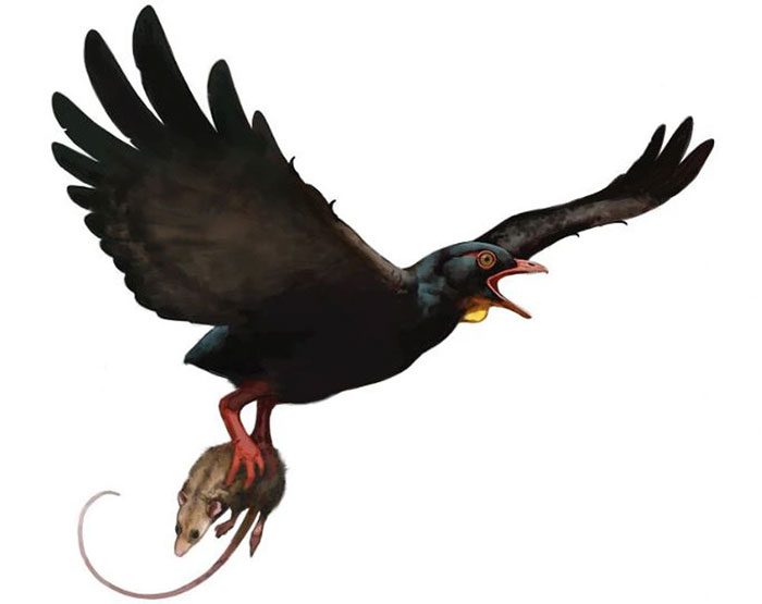 Reconstruction of an avisaurid bird