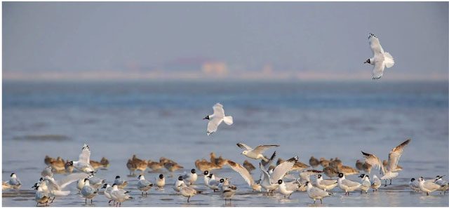 Some bird species soak their food in water for extended periods to soften it.