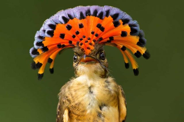 Amazonian Royal Hummingbird