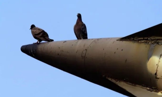 Research using pigeons to guide missiles accurately won this year's Ig Nobel Prize.