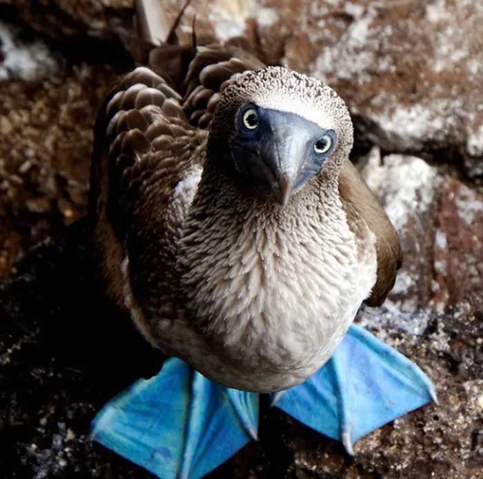 They can dive and swim underwater to hunt for food.