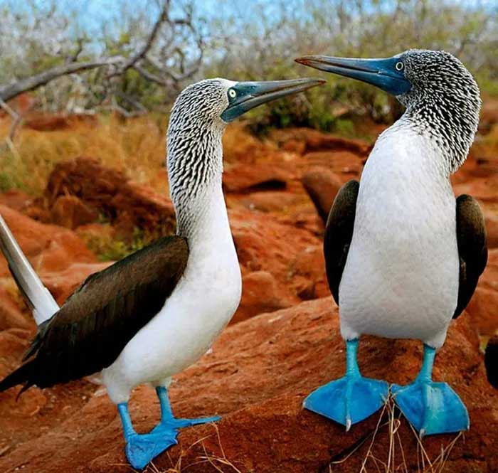 The head of this bird is usually brown, with a white belly.