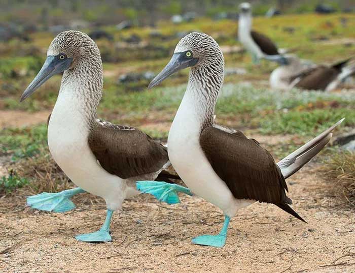 The most notable feature of the Blue-footed Booby is its bright blue feet.