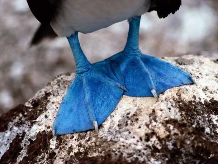 The brighter the blue feet, the healthier the bird.