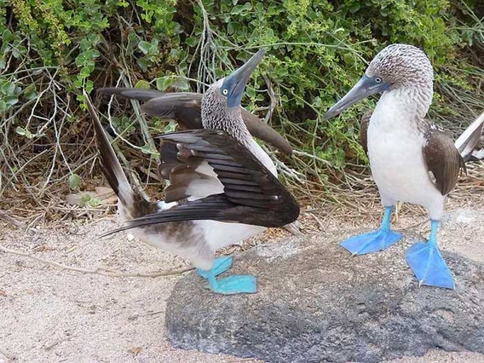 Boobies perform a dance to attract their partners.