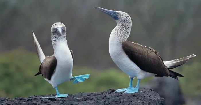 The Blue-footed Booby is a specialty of the beautiful Galapagos Islands.