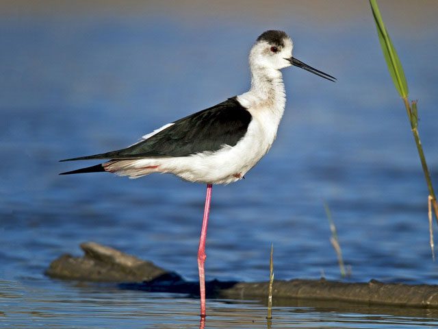 The Black-winged Stilt inhabits many countries, including China, the UK, Australia, and the USA.