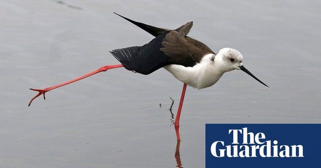 The Black-winged Stilt prefers to live in marshes, mudflats, and shallow edges of rivers and lakes.