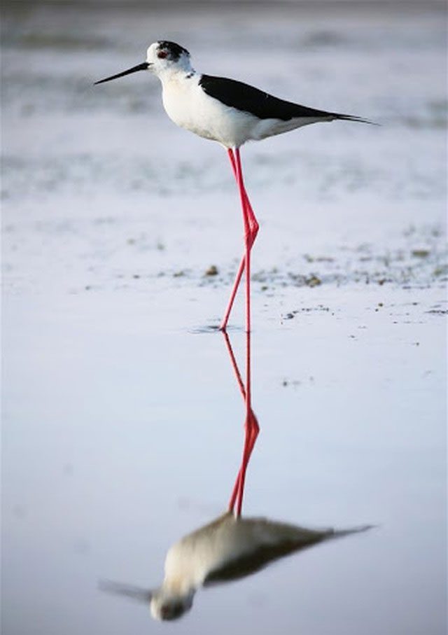 In Europe, the Black-winged Stilt is commonly seen in Northern European countries.