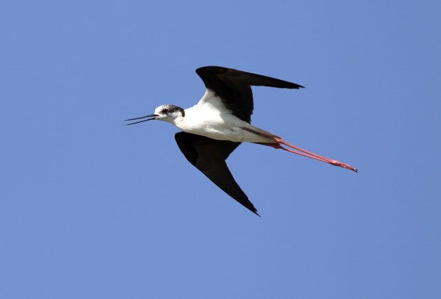 These birds forage for food from sand or water.