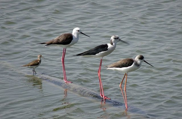 The Black-winged Stilt typically nests in a clear spot on the ground near water