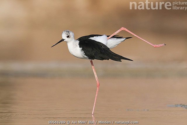 This bird species often nests in groups.