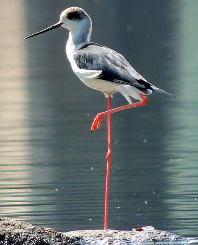 This elegant yet quite noisy wading bird has extremely long legs.