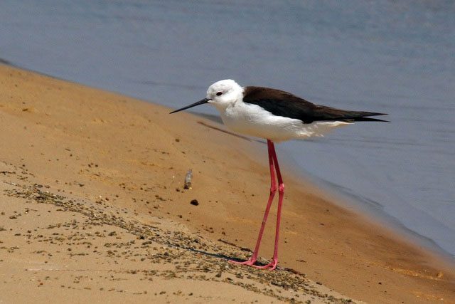 The Black-winged Stilt is famous for its impressive appearance