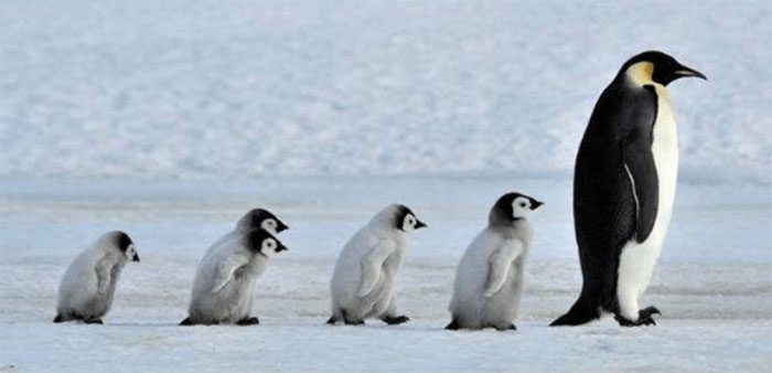 In the Arctic, penguins will struggle to find safe nesting sites.