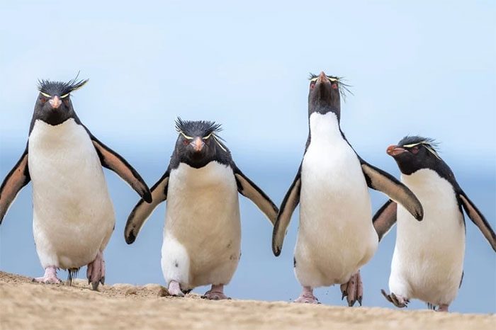 Penguin Gang