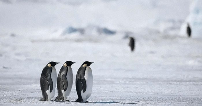 Relocating penguins to the Arctic is not a wise choice.