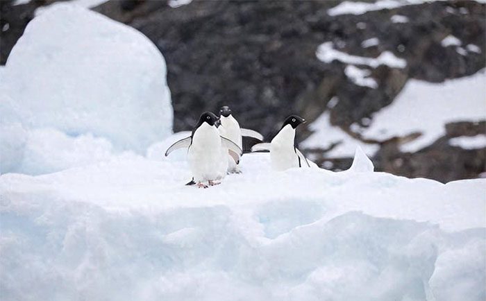 In the Arctic, penguins may struggle to maintain their body temperature.