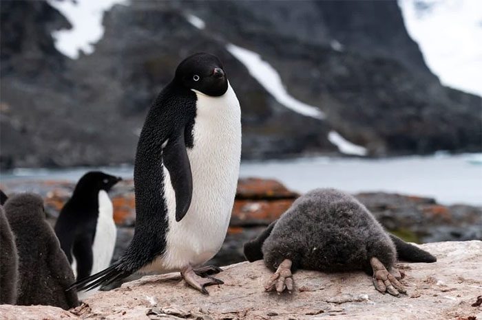 Adélie Penguin