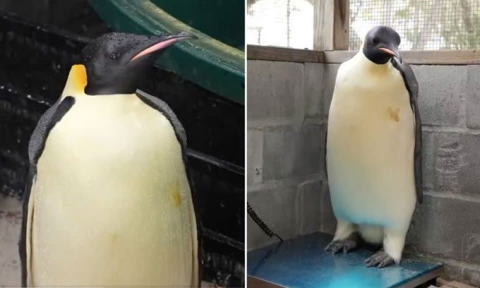 Malnourished Emperor penguin found on an Australian beach.