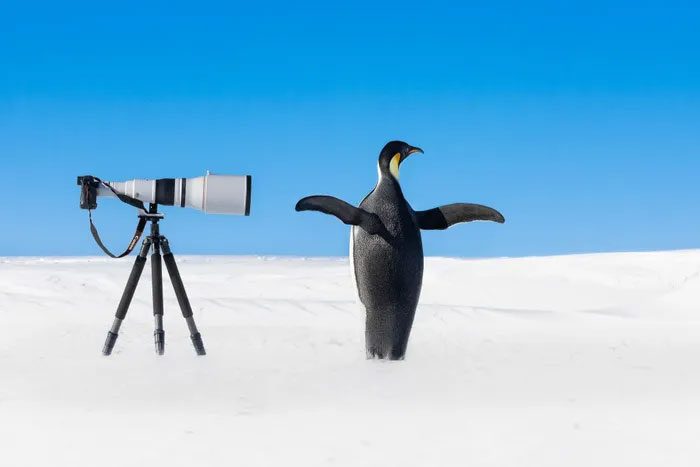 Emperor Penguin