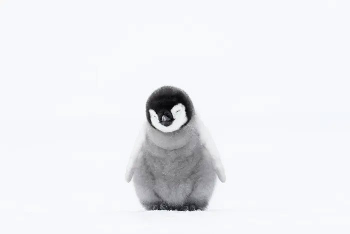 Sleeping Emperor Penguin Chick