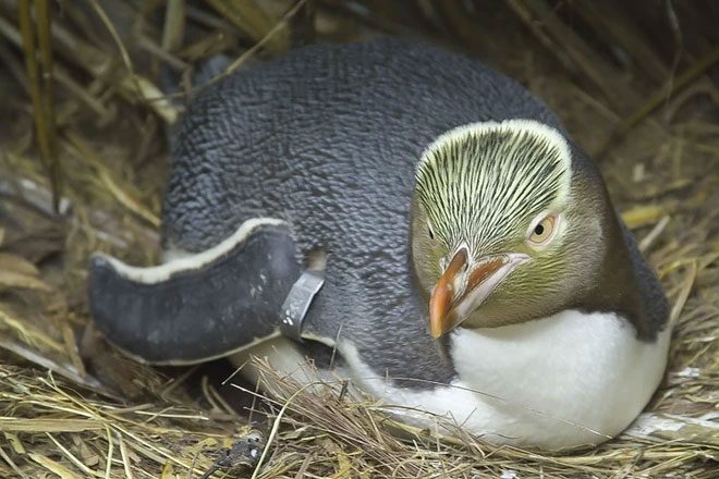 The population of hoiho penguins is significantly declining.