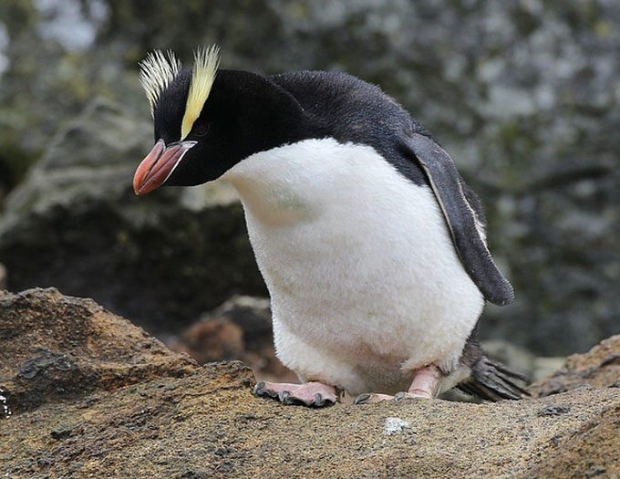 Crested penguins exhibit strange behavior by always discarding one of the two eggs laid