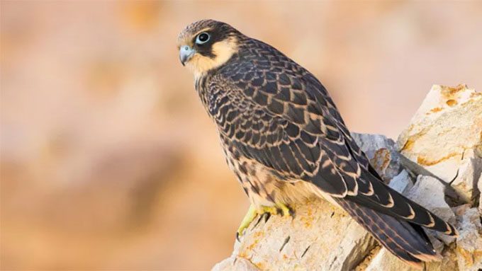 Eleonora's Falcon has a unique hunting strategy.