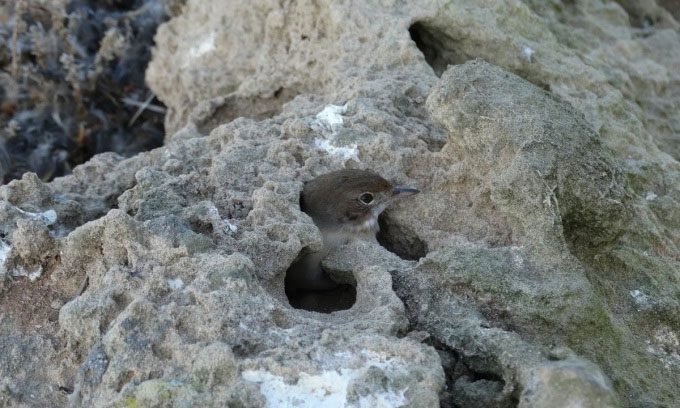 A small bird believed to be captured by Eleonora's Falcon on Mogador Island.