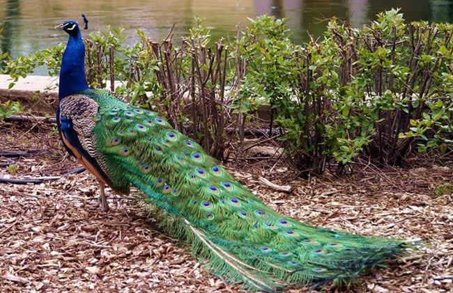 Peacocks and the Most Exciting Discoveries