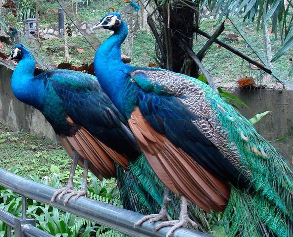 Peacocks and the Most Exciting Discoveries