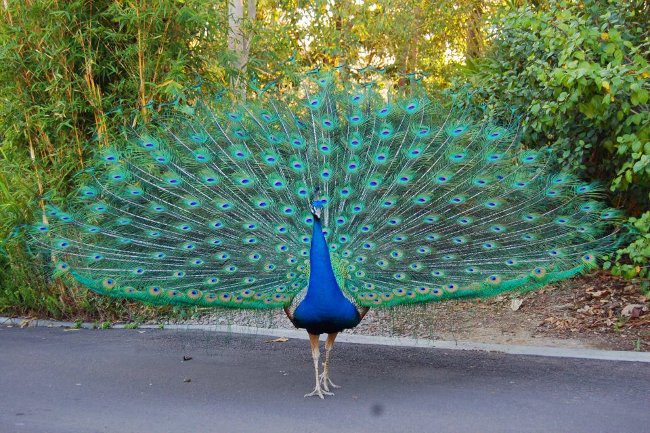 Peacocks and the Most Exciting Discoveries