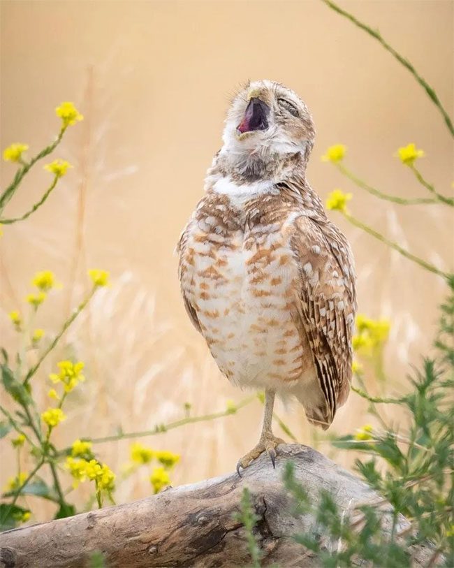 Burrowing owl