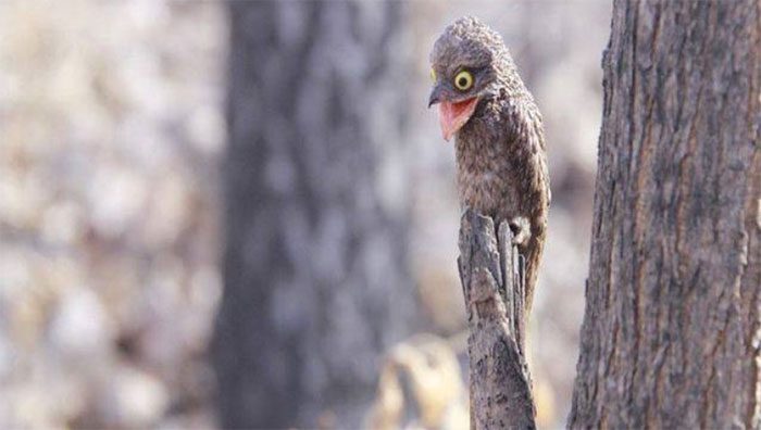 Wood Owl.