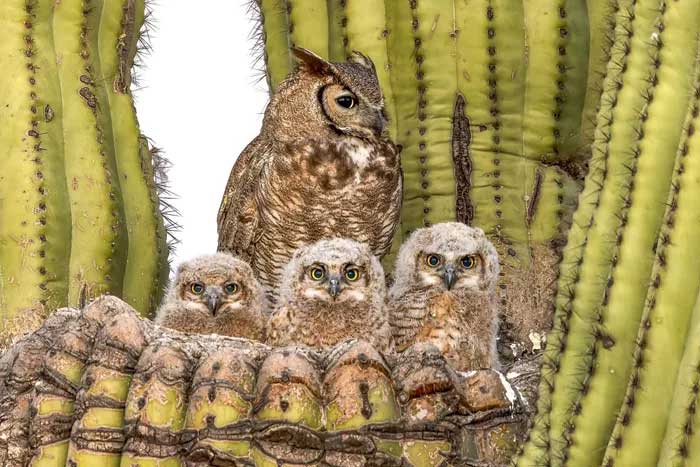 Great Horned Owl