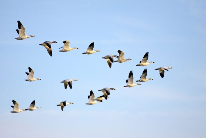 There are significant differences in migration direction, timing, and intensity of birds each year.