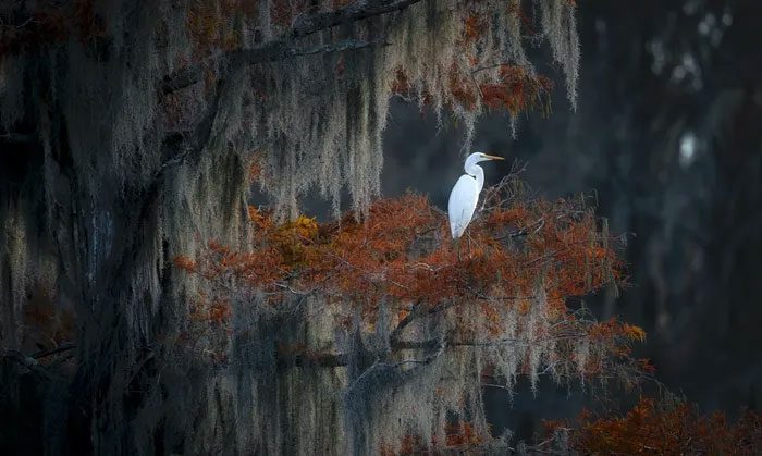 Great Egret